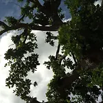 La Quercia